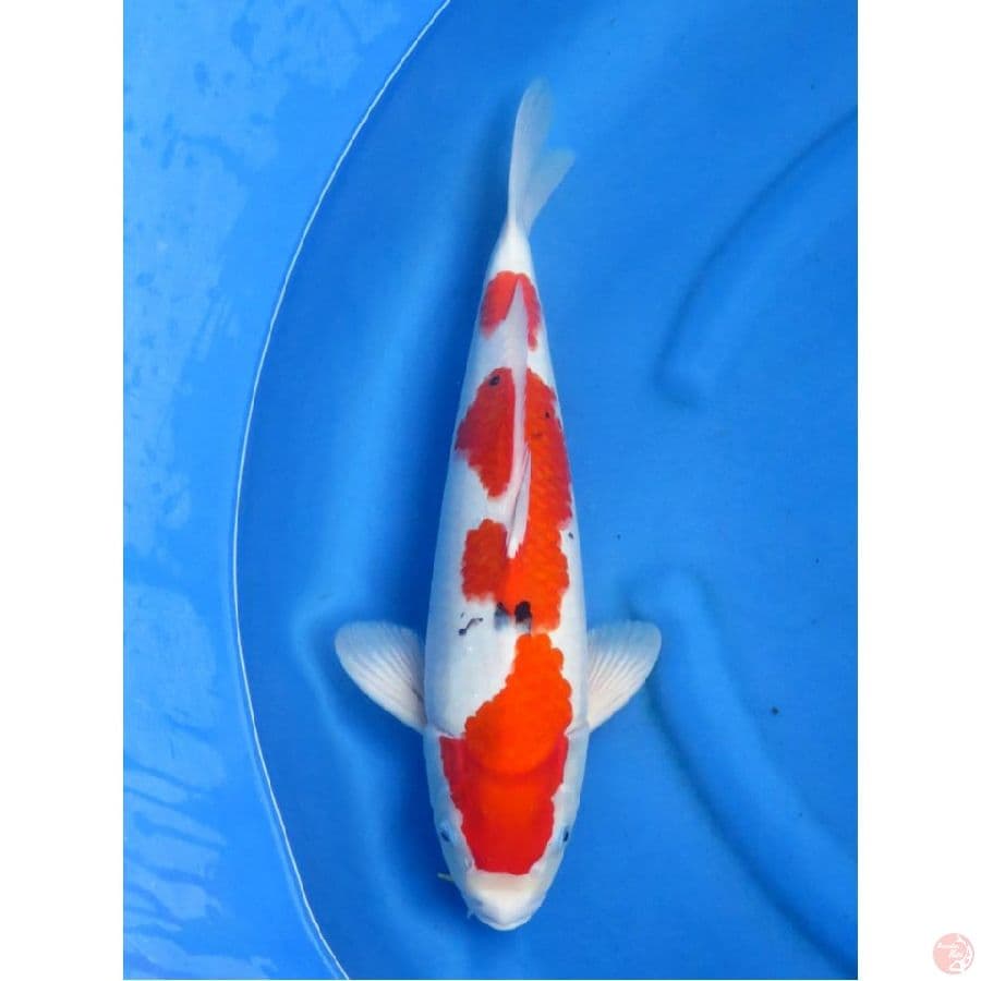 47cm , Sanke Male F1 