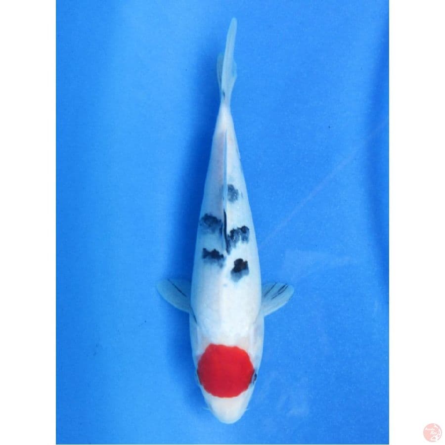 23cm , Tancho Sanke Ori