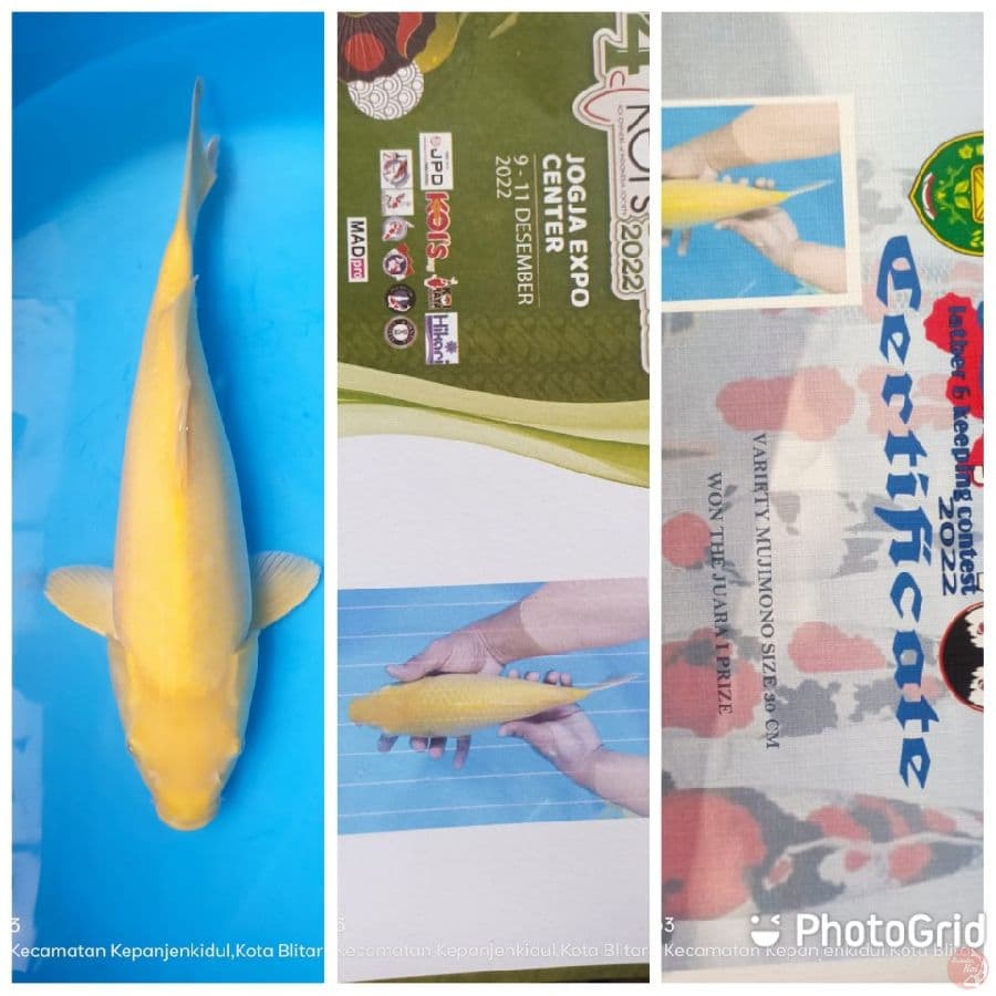 karasi 37cm