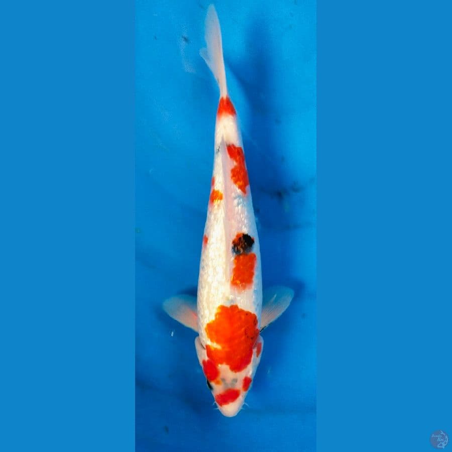 showa ginrin 30cm