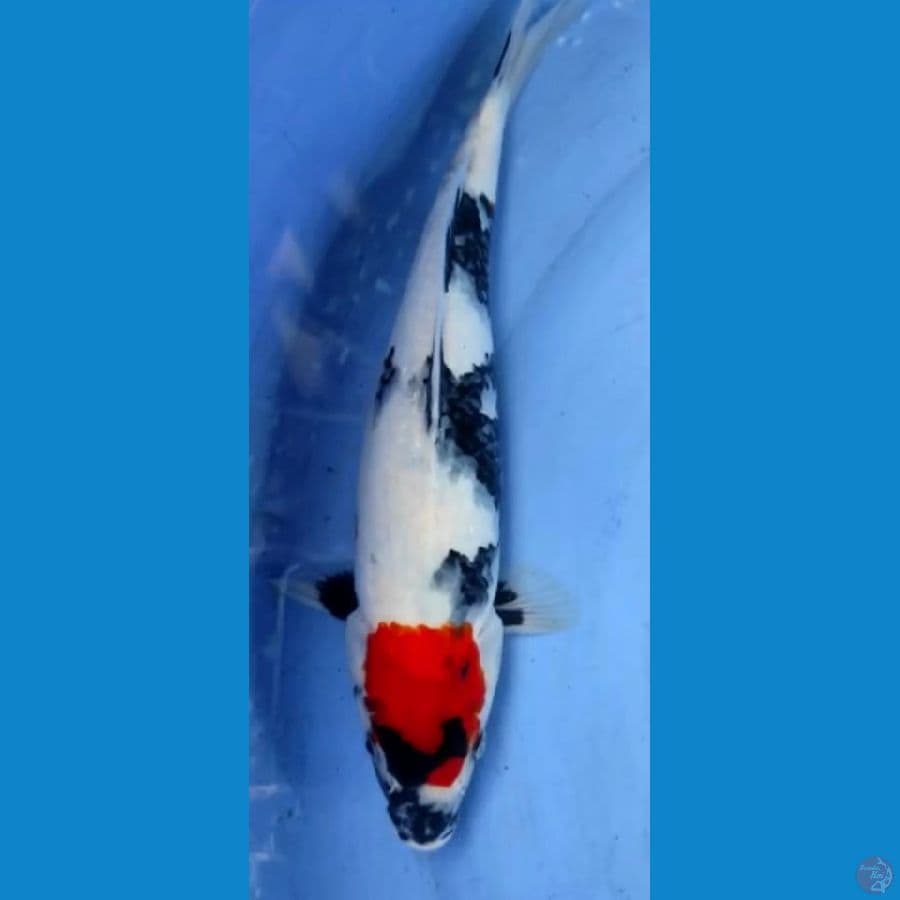 Tancho ori 35cm