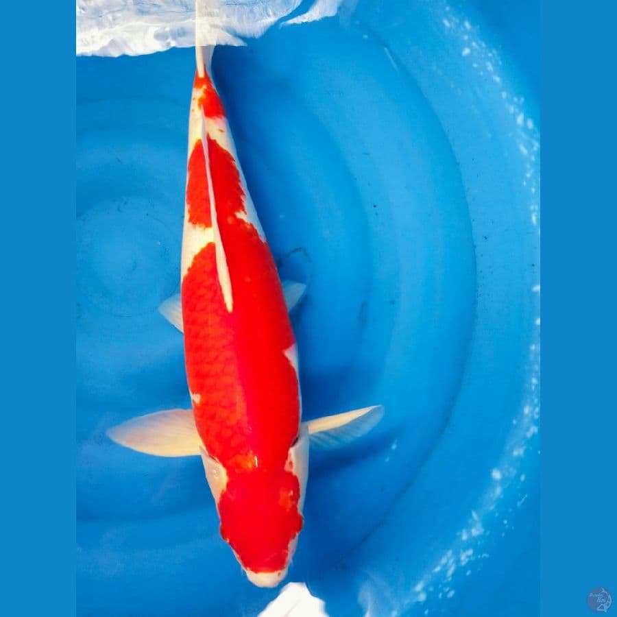 kohaku 52cm jantan merah strong