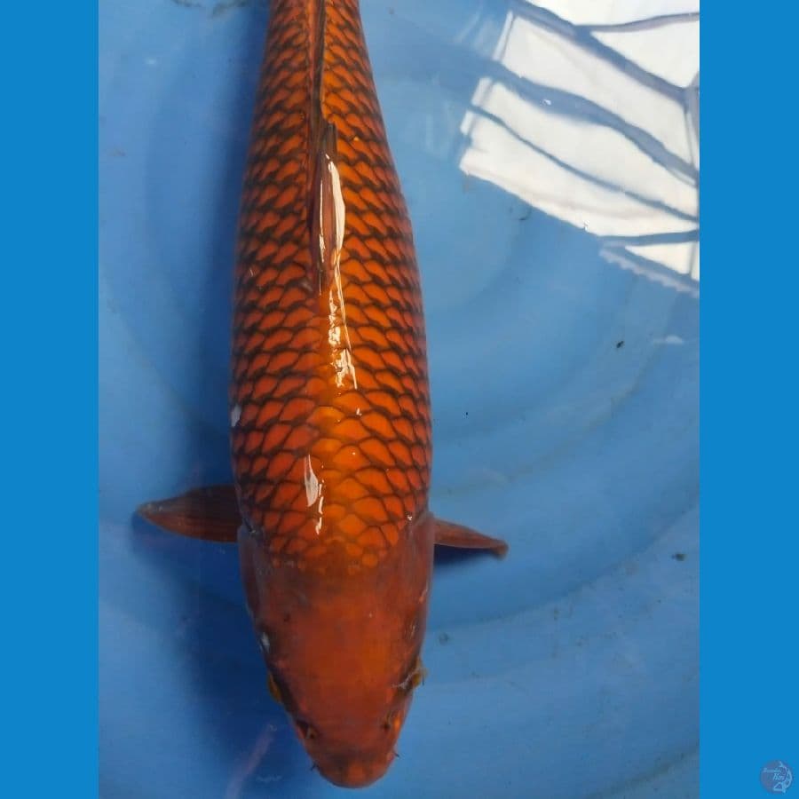 chagoi berpunuk 51cm