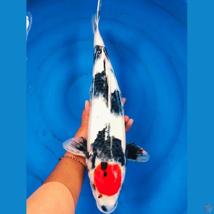 Tacho SQ 43cm