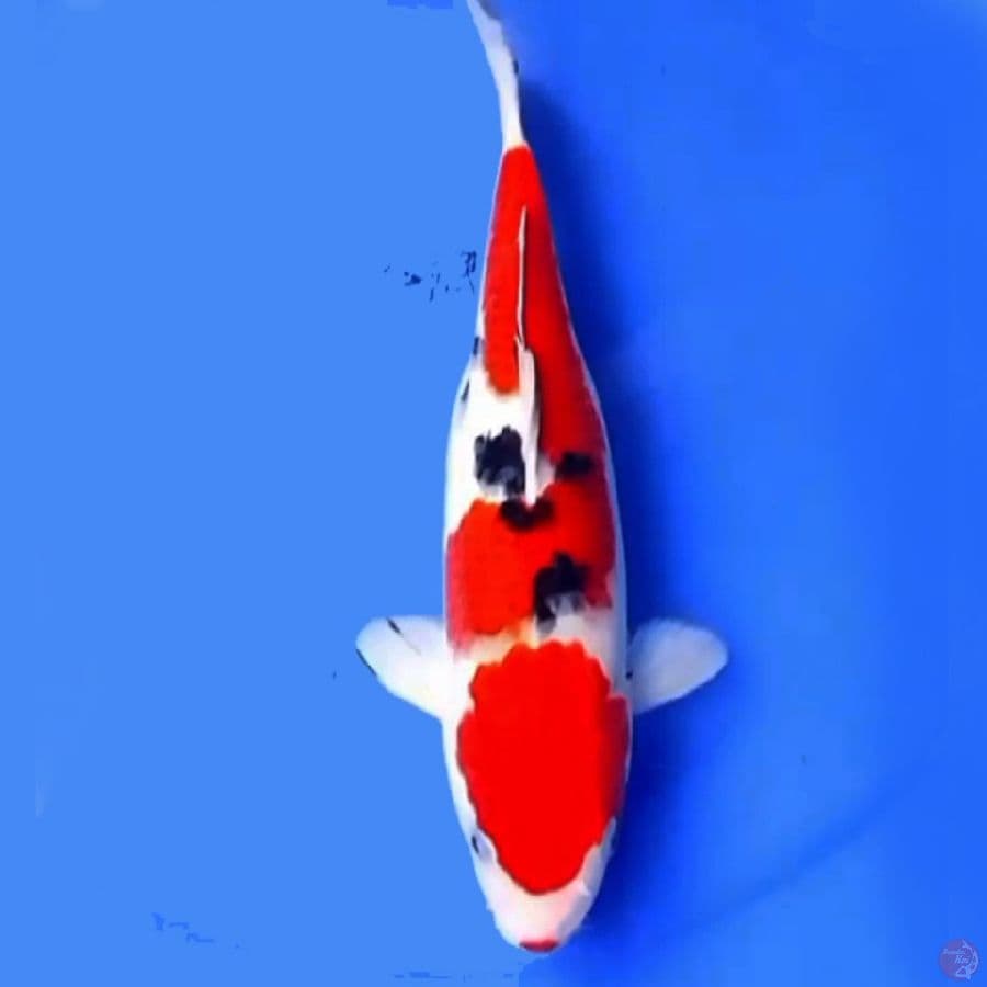 SANKE ISTIMEWA 28cm