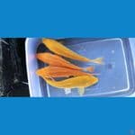  karamel 16-17cm