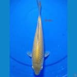 Karashi Corn 26 cm