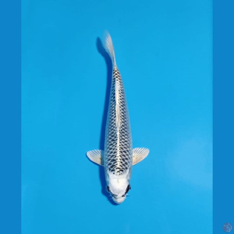 Gin matsuba 37cm male