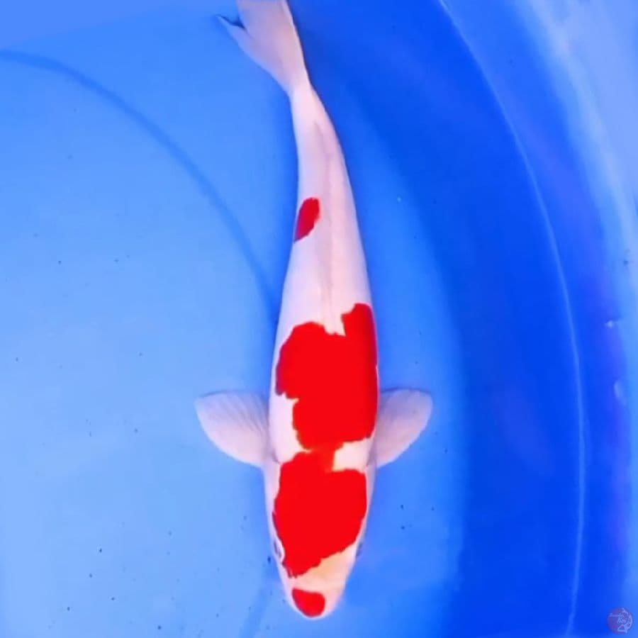 30cm KUCIBENI KOHAKU DOITSU