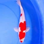 30cm KUCIBENI KOHAKU DOITSU
