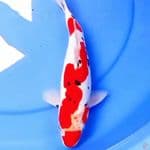 27cm SANKE DOITSU MERAH STRONG