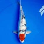 29cm KINGINRIN TANCHO SHOWA TATEGOI PROSPEK