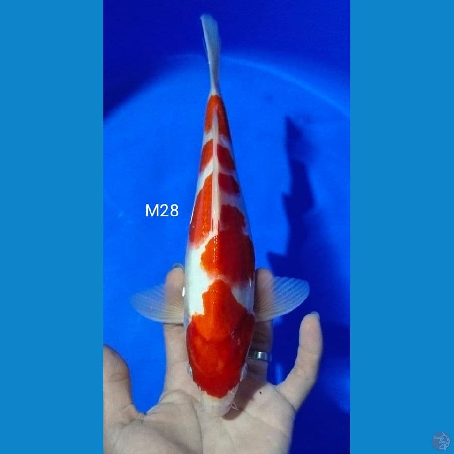 jantan 28cm