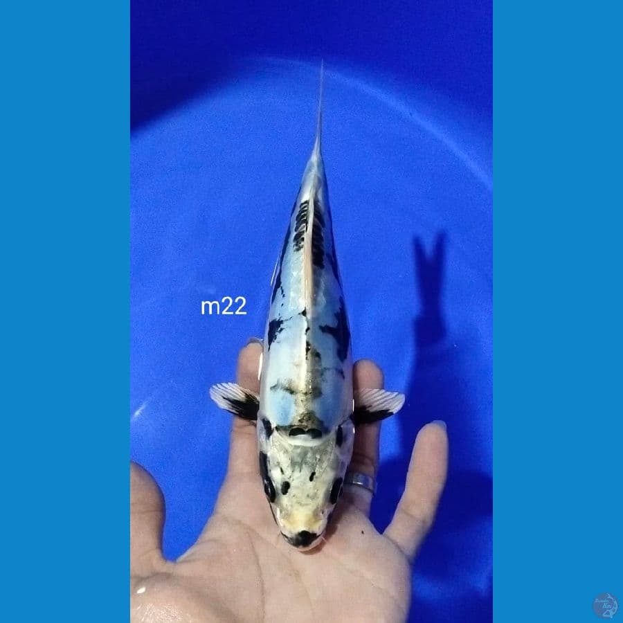 kikokuryu jantan 22cm