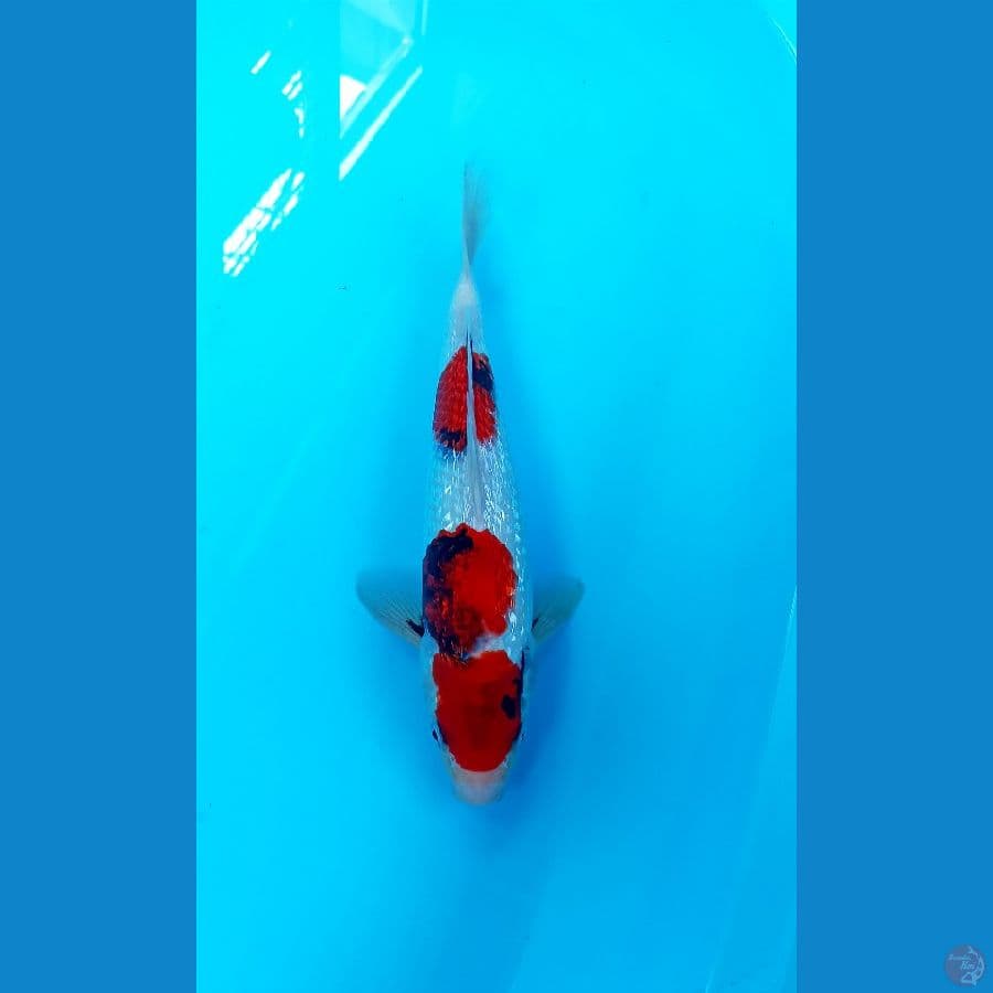 Showa ginrin 28cm