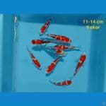 Mixs Koi (Asagi-Kohaku-Showa) 11-14 cm 9 ekor