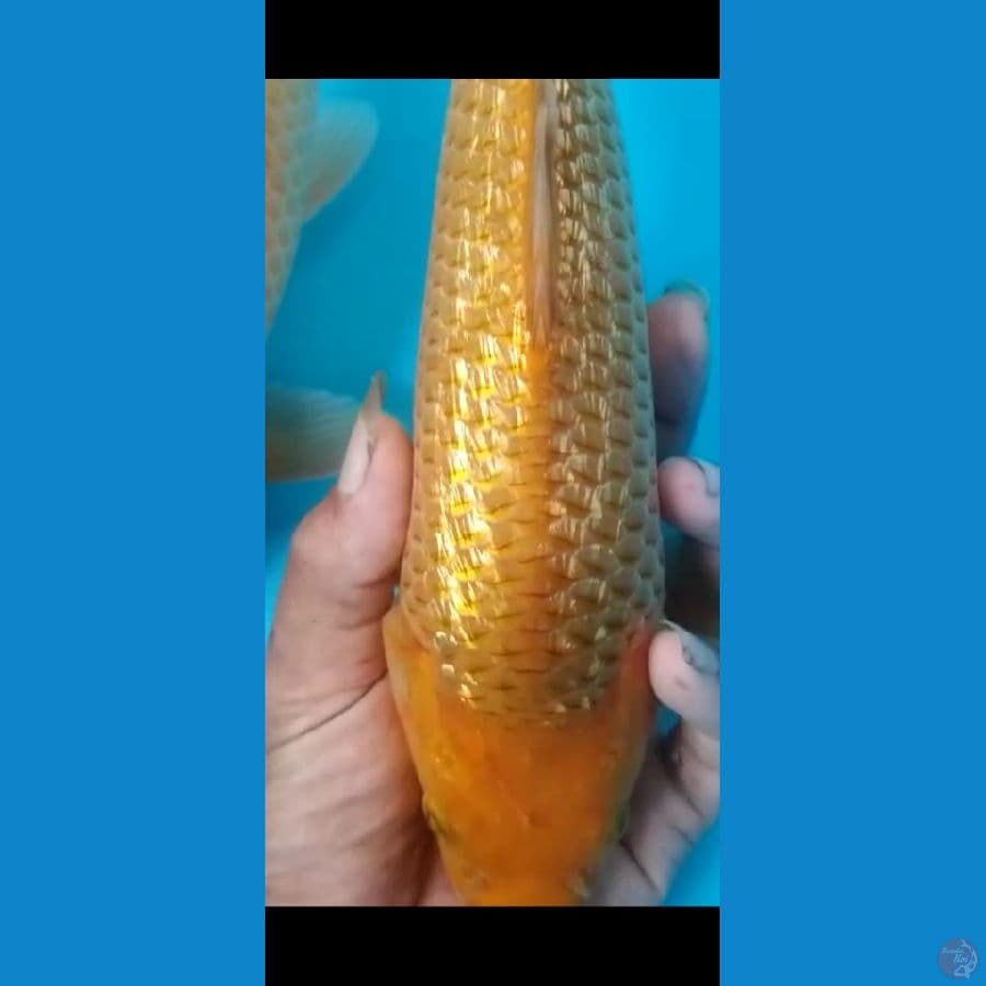 caramel gindrin padat super rapi 