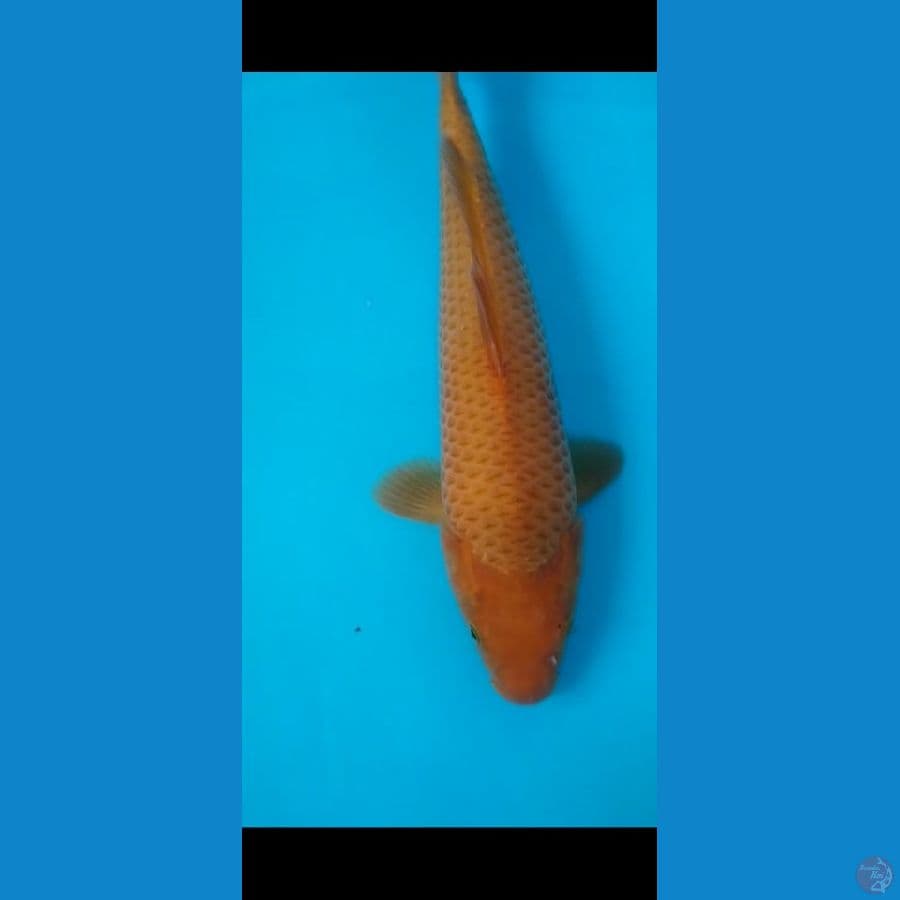 caramel SQ. 35 cm 