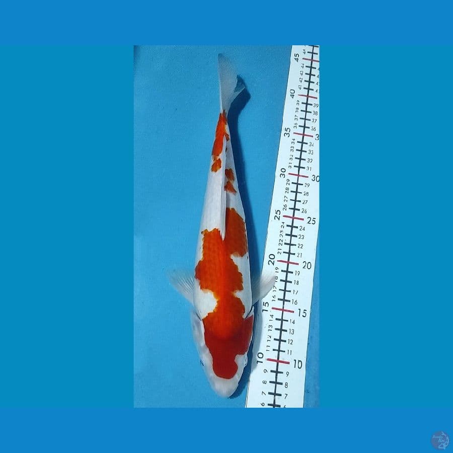 Kohaku 33cm / Female