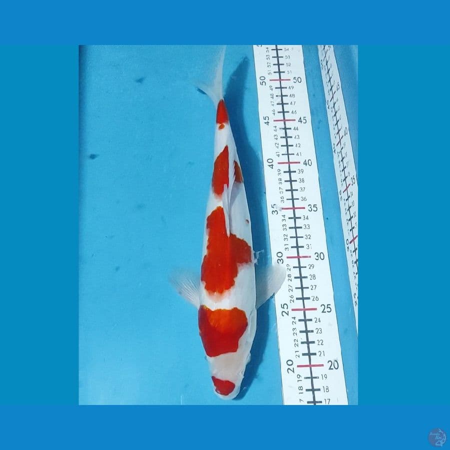 Kuchibeni Strong 32cm / Male