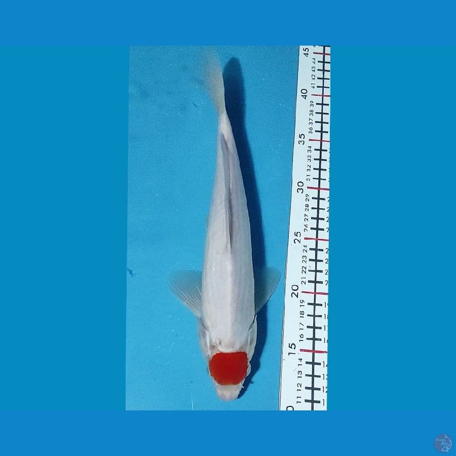 Tancho 30cm / Male