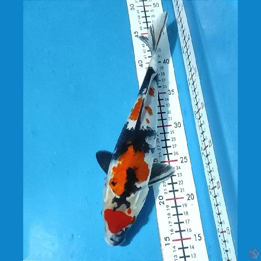 Maruten Showa 30cm / Fm