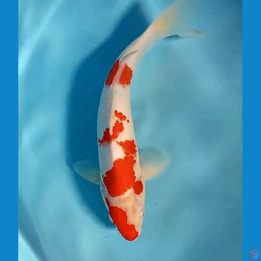 32 cm kohaku
