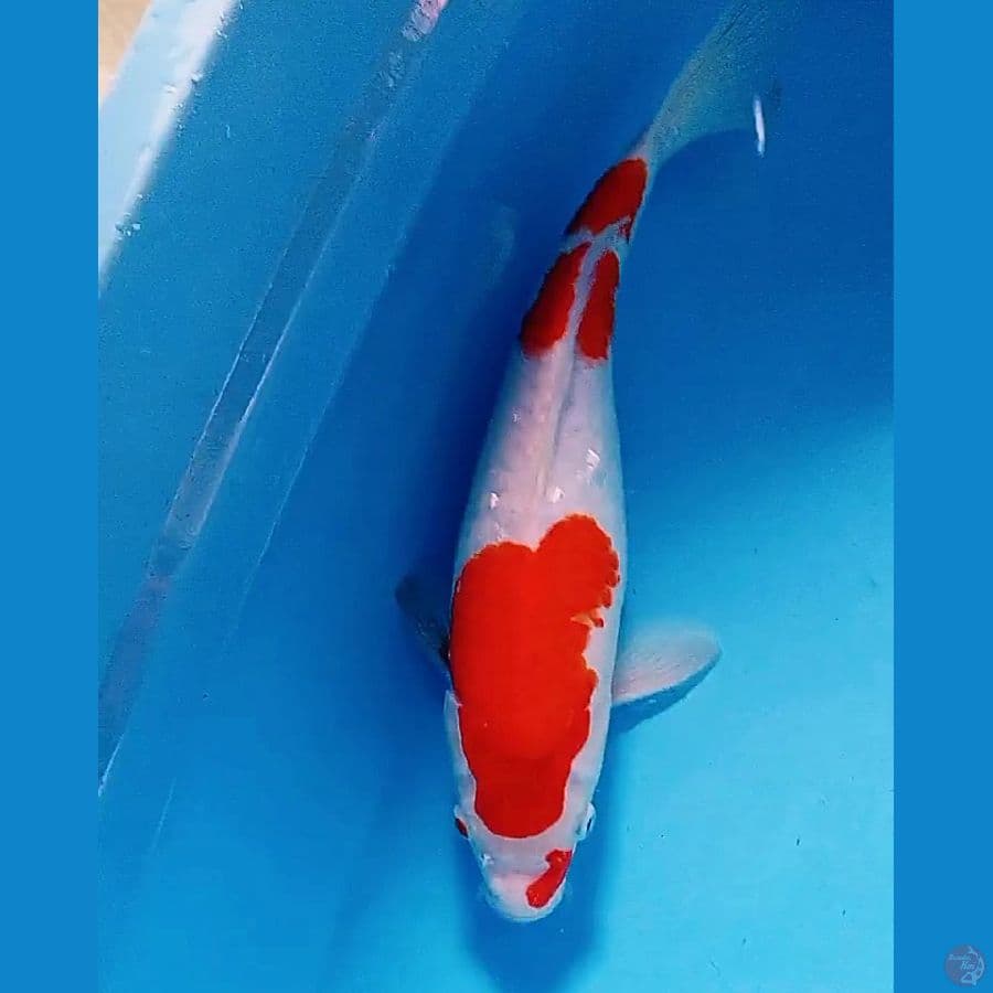 35 cm kohaku