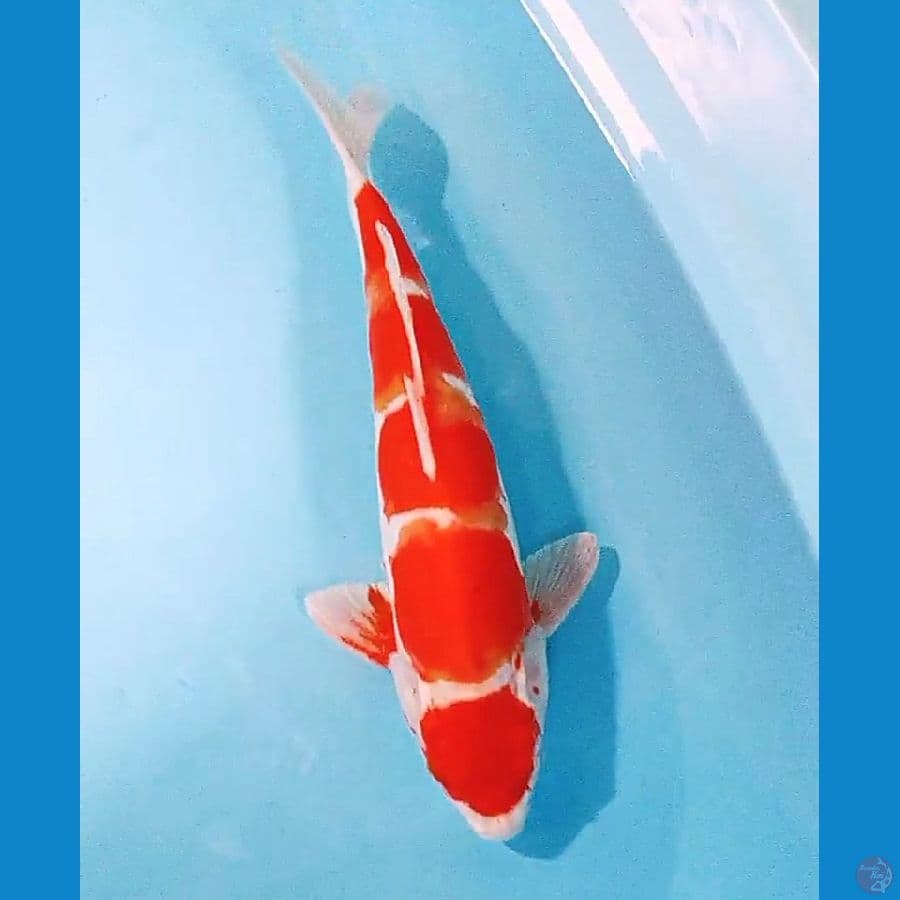 35cm doitsu kohaku