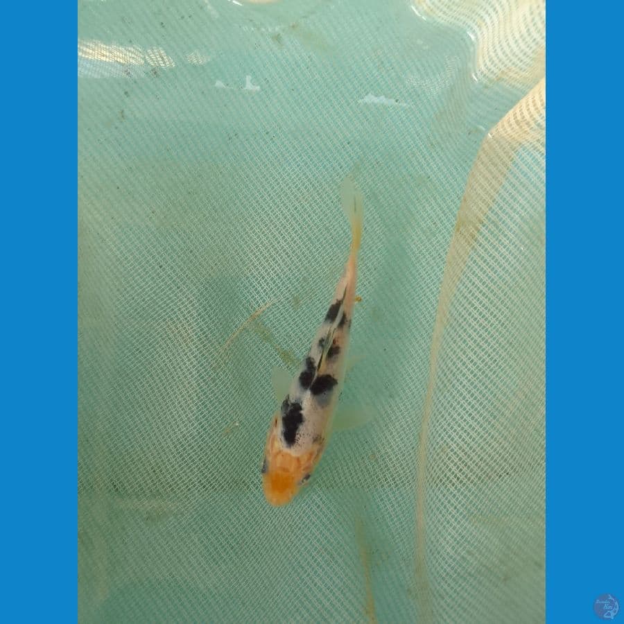 bekko 12cm 
