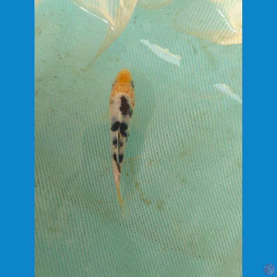 bekko 12cm 