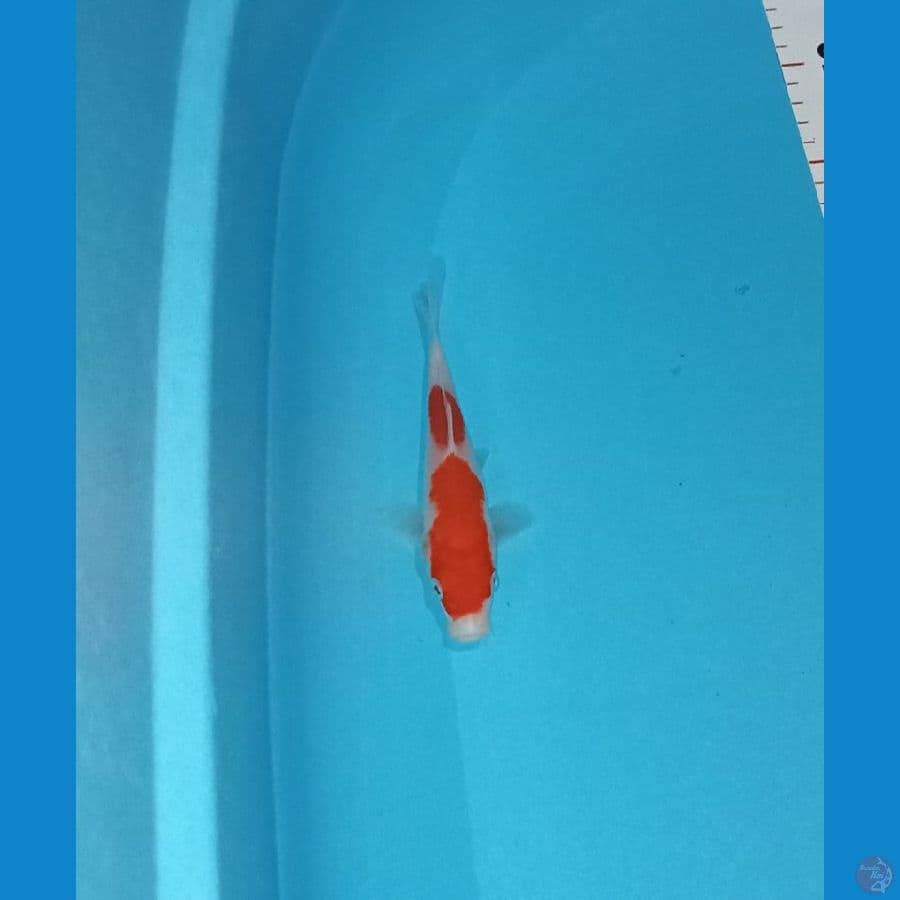 Minion Kohaku 2step 14cm™