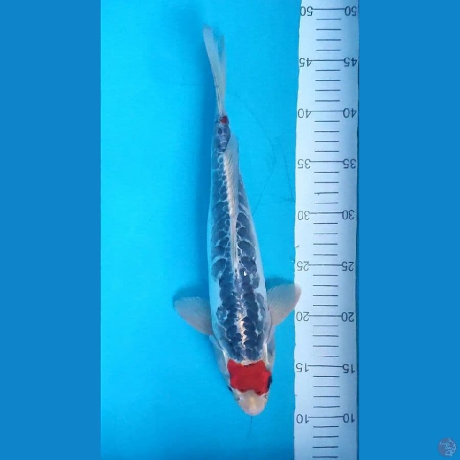 Dragon Tc. kiko.. 36cm.™Male