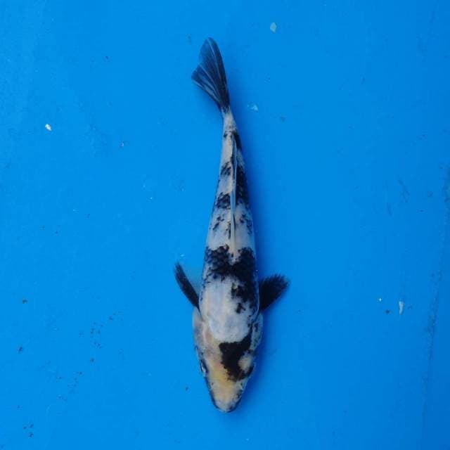 Shiro F1
