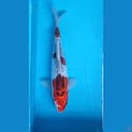Kikokuryu 3 step...36cm.™female