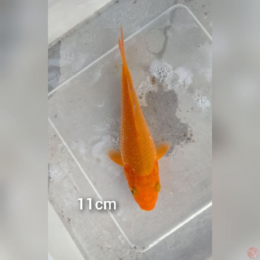 karamel jagung