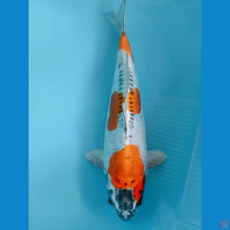 BENI KIKO MALE 30CM ORI