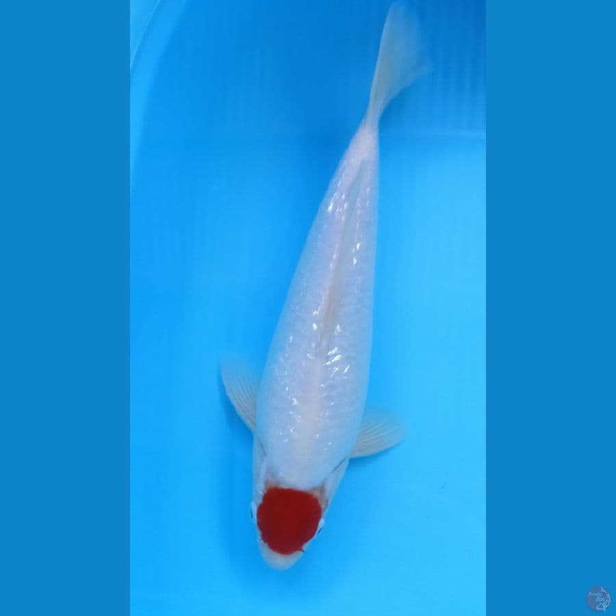 TANCHO KOHAKU GINRIN 34CM MALE