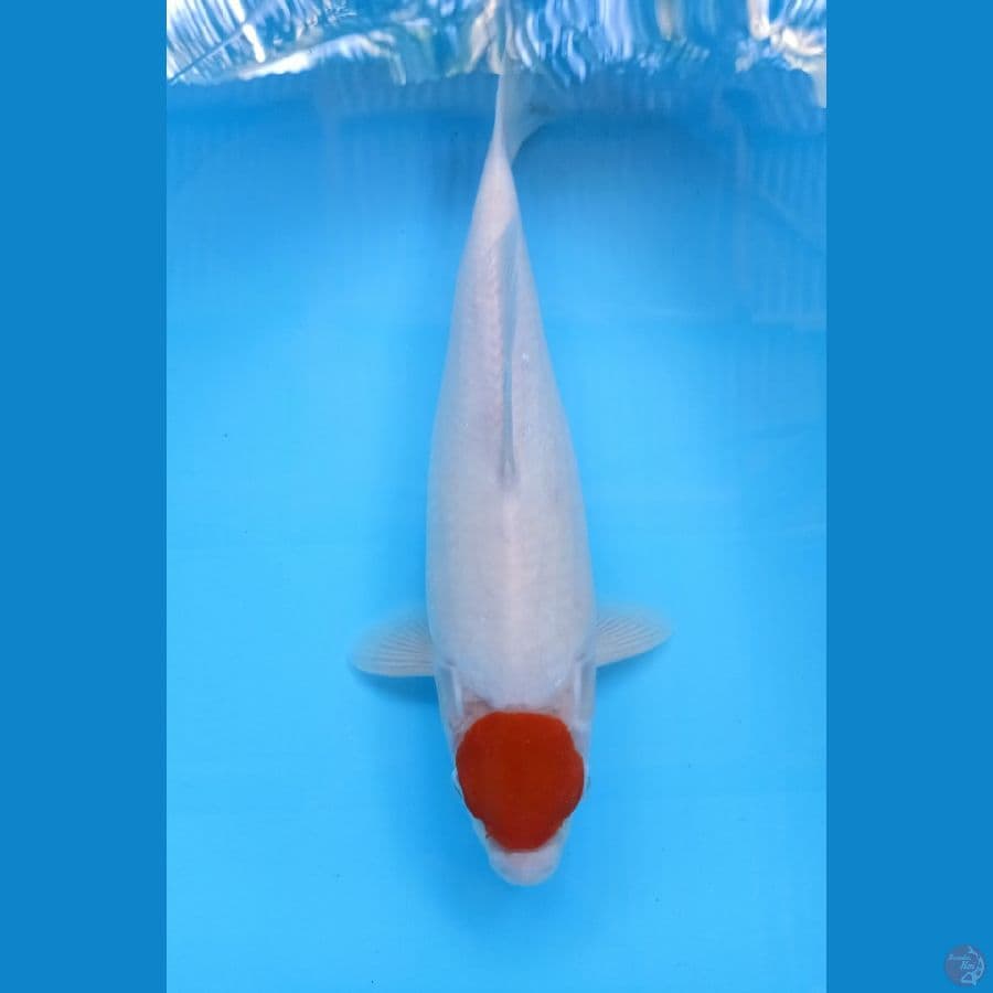 TANCO KOHAKU 38CM FM