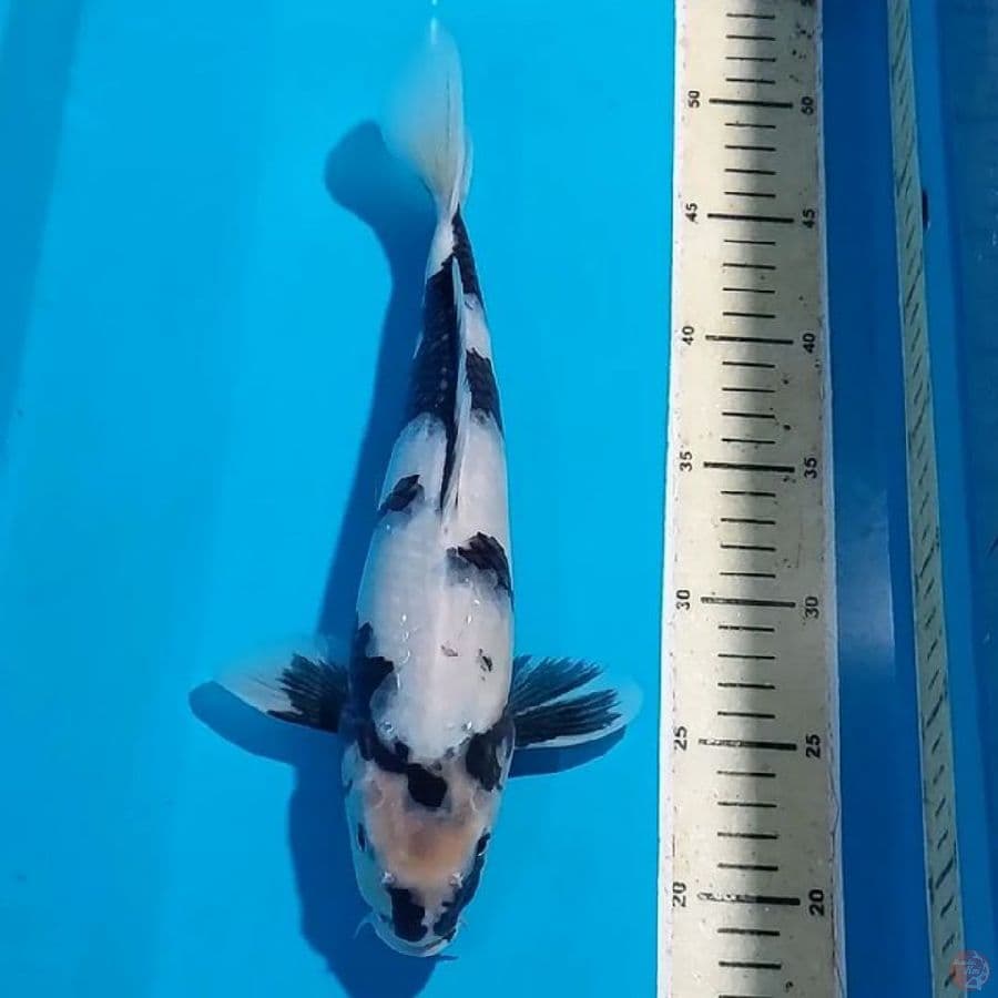 SHIRO 31 CM