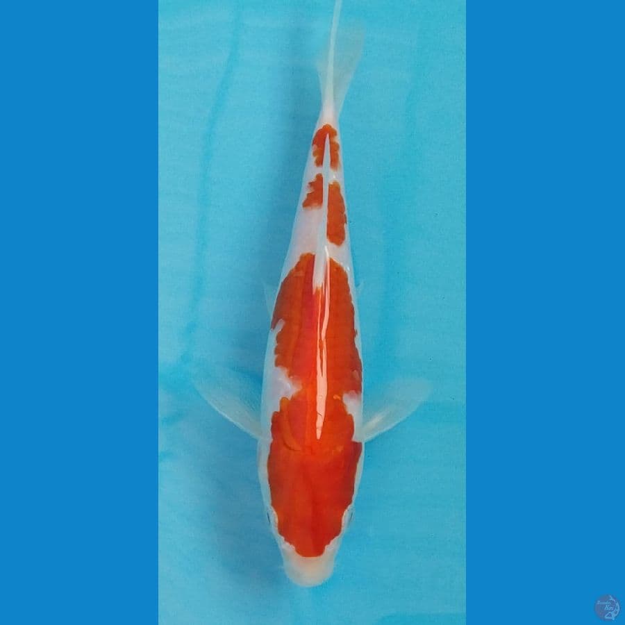 kohaku 20cm