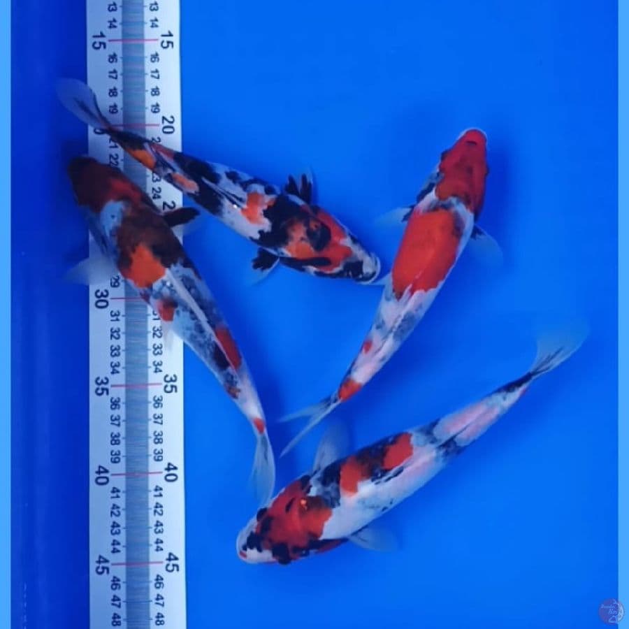 pajet Showa:20-22cm