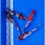 pajet Showa:20-22cm