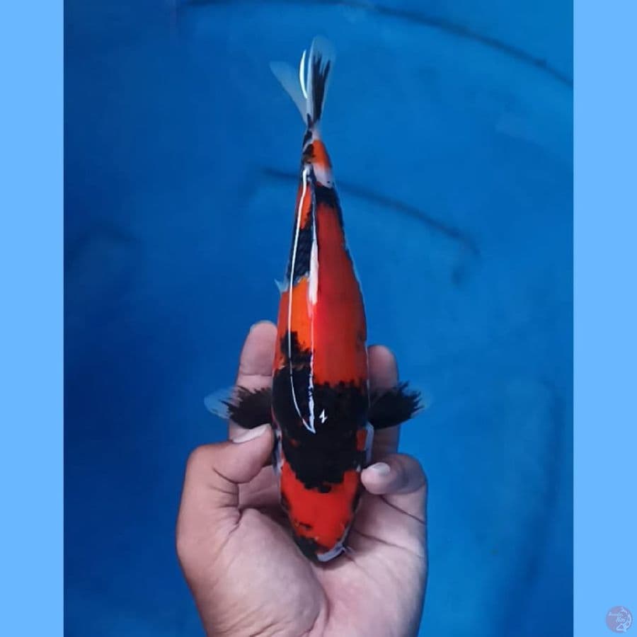 showa 21cm