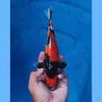 showa 21cm