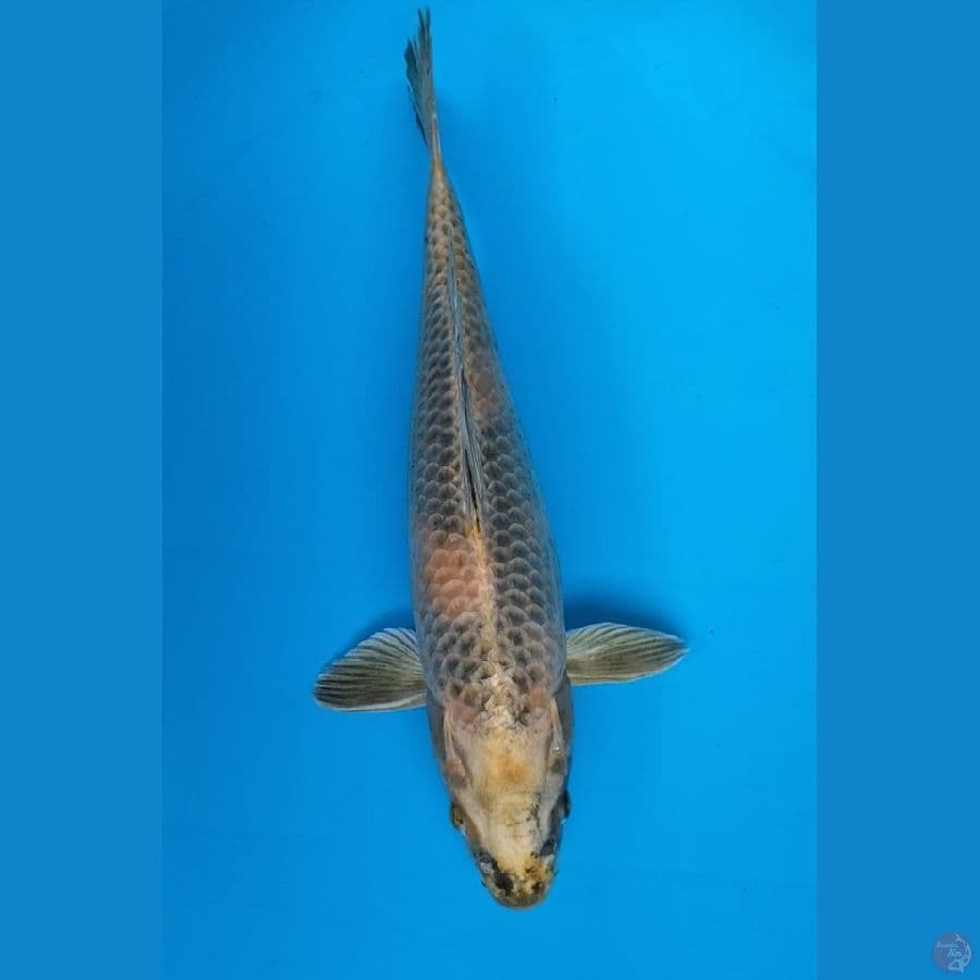 Kin Utsuri.38 M
