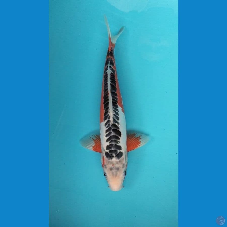 shusui 37cm M