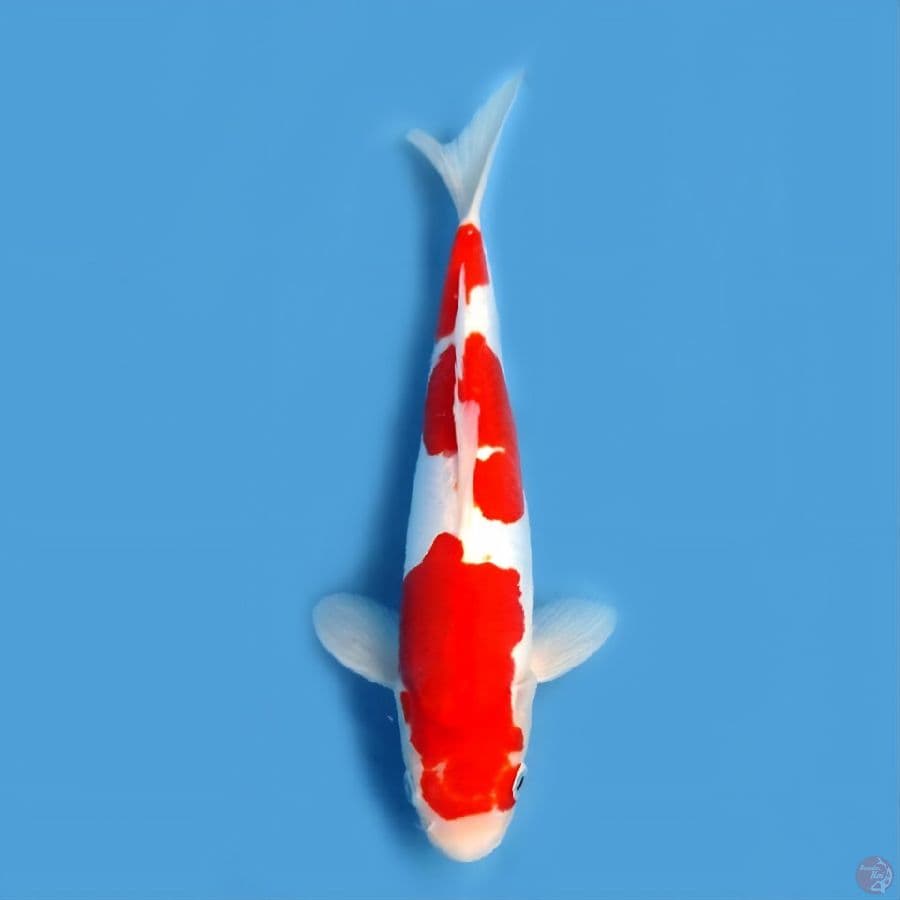 doitsu kohaku jantan 30 cm original
