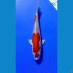 Kikoryu 23cm 