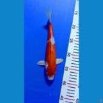 Kikushui 25cm